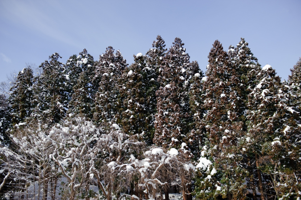 冬の木々
