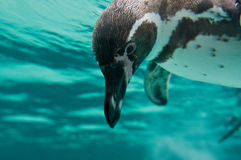 ペンギンは男前