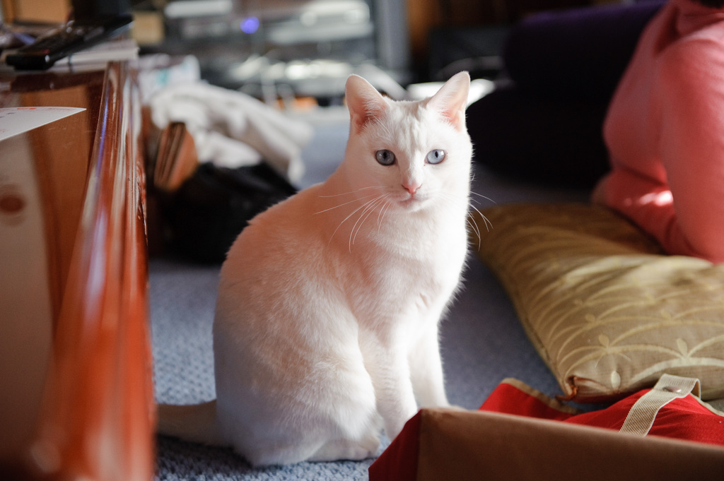 コタツがないから丸くならない猫