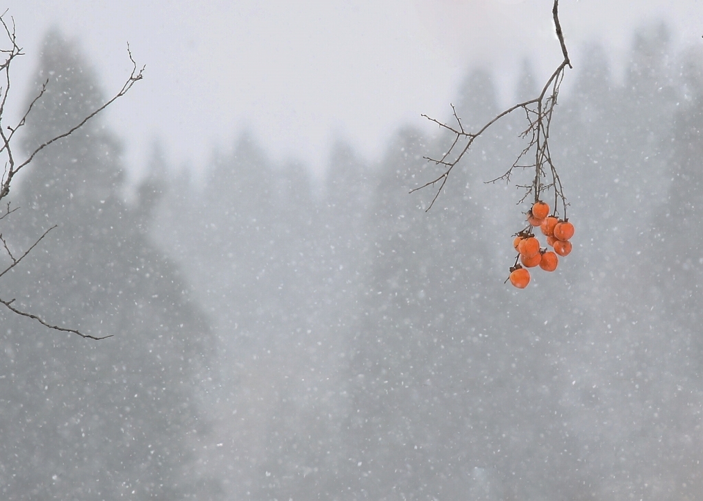 粉雪