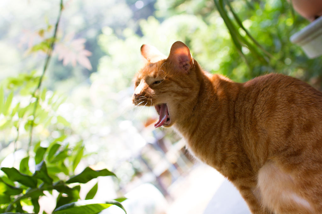 夏　猛暑　あくび