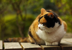 でんチャン