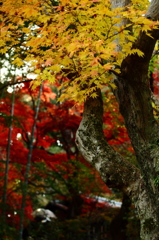 百草園