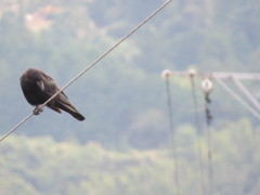 何かを狙っているカラス