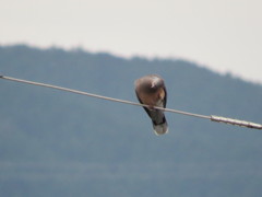 何かを覗き込んでいるハト