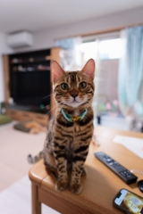 お行儀よく、でも王様