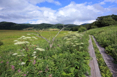 八島湿原②