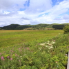 八島湿原③