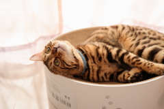 お気に入りのベッド③