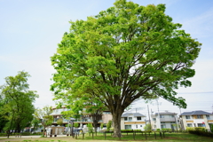 上の原東公園　春　①