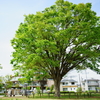 上の原東公園　春　①