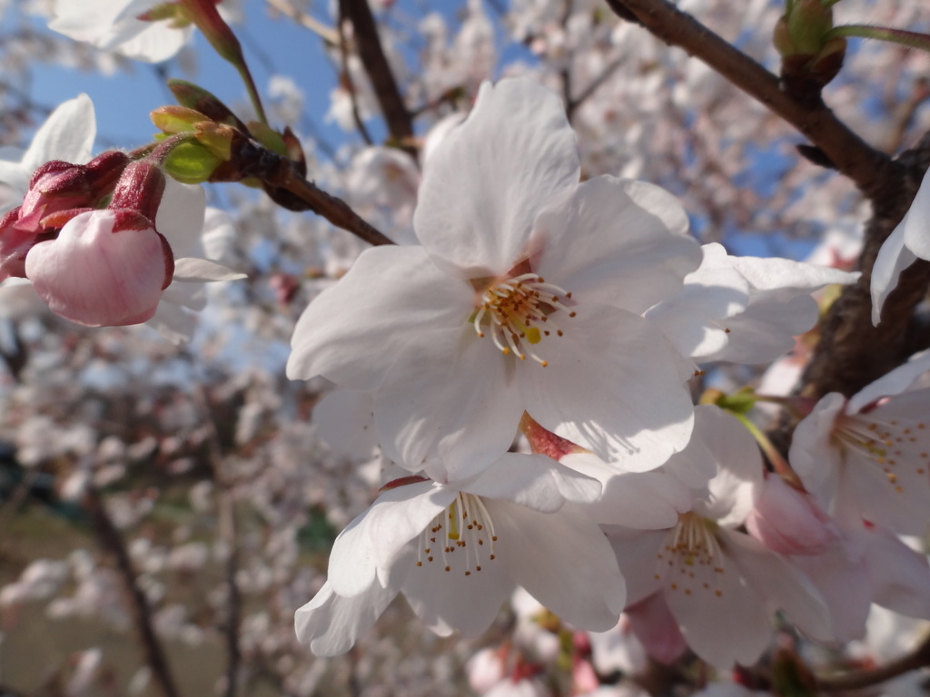 桜