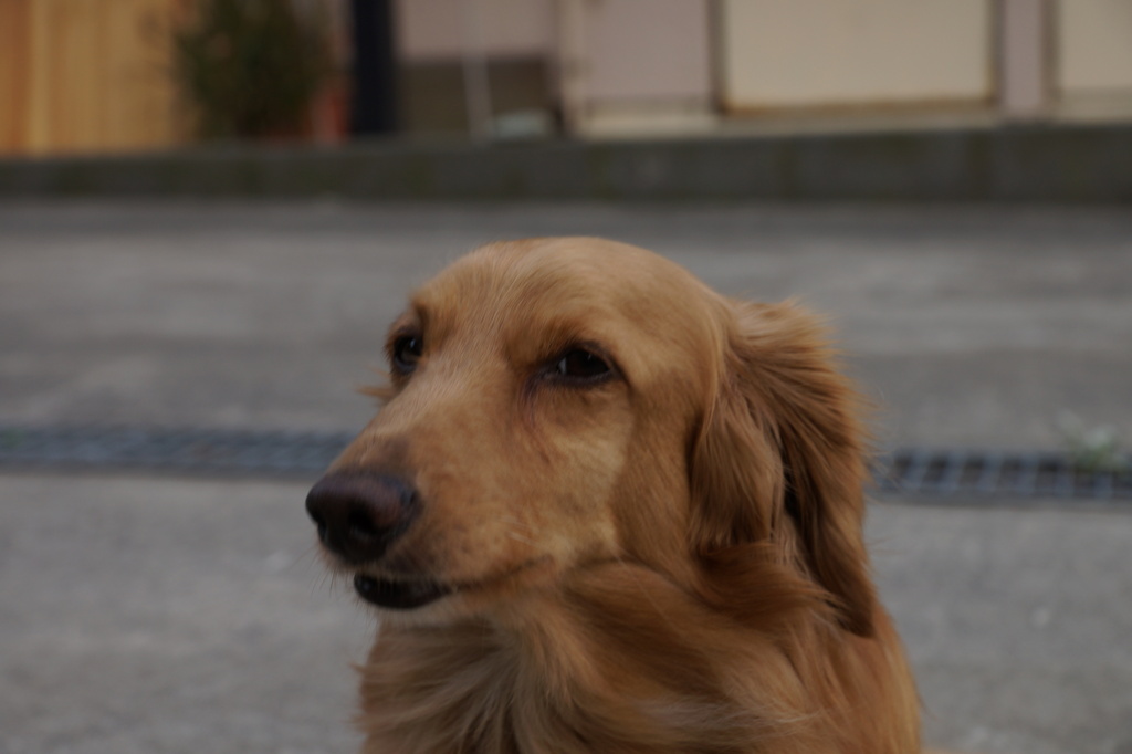 α77を中古で買って来て撮った家の犬