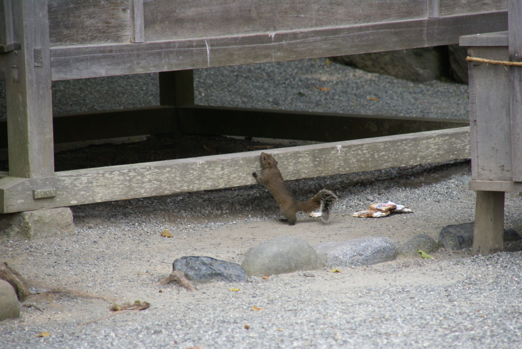 鶴岡八幡宮でのリス