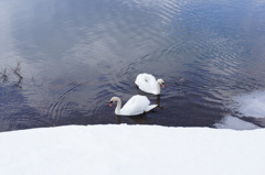 山中湖の白鳥