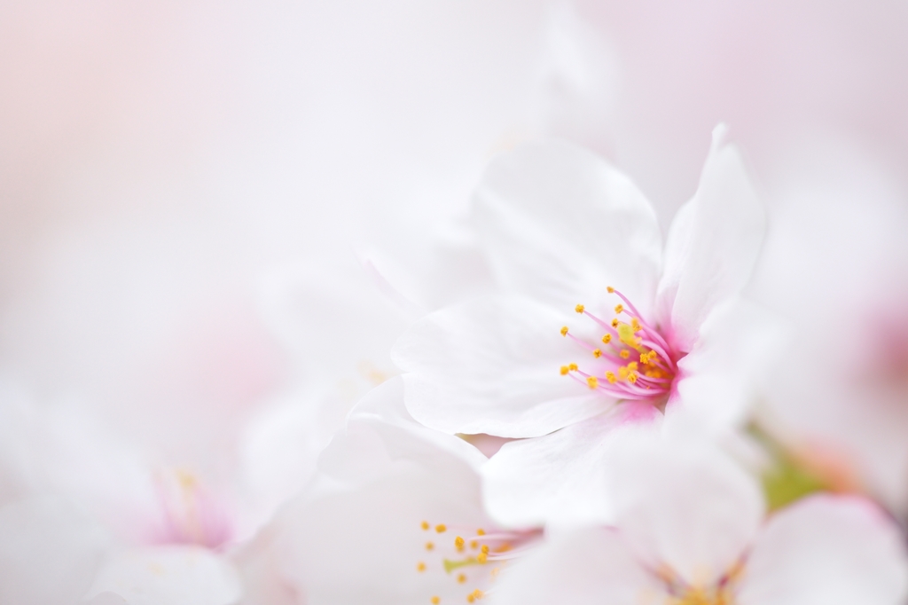 花ぐはし、さくら。