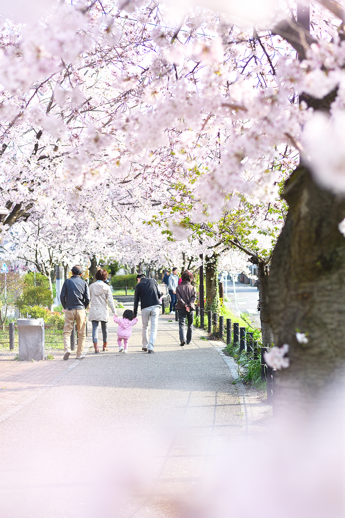 桜道
