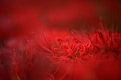曼珠沙華