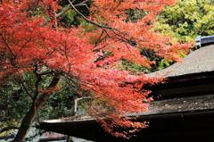 秋の三渓園