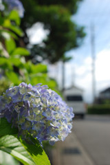 紫陽花 part2