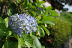 紫陽花　part1