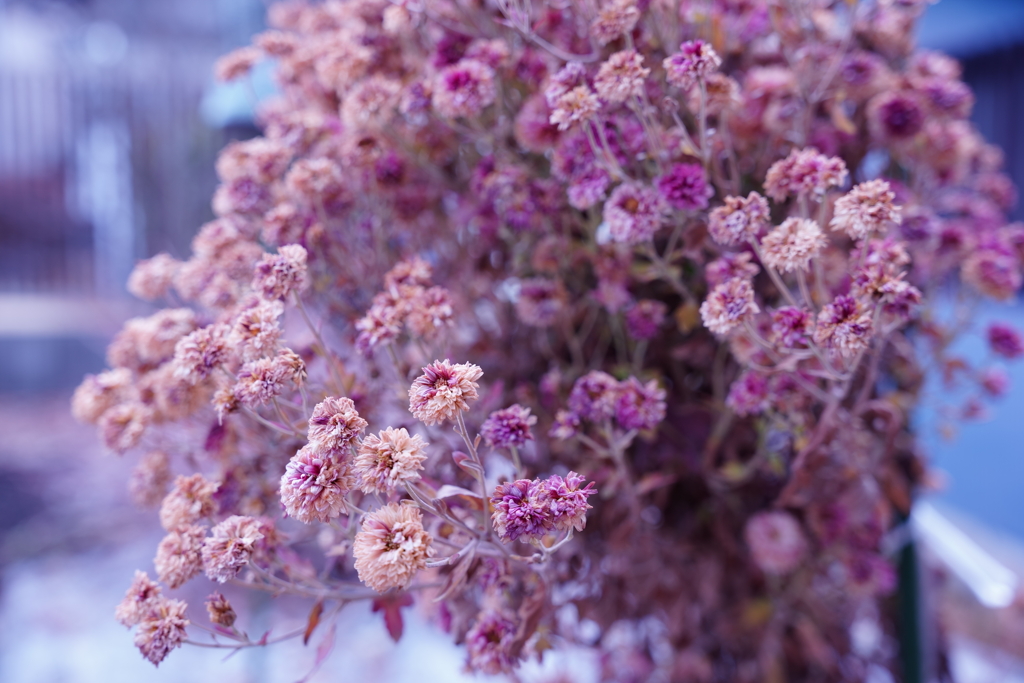 ドライフラワー