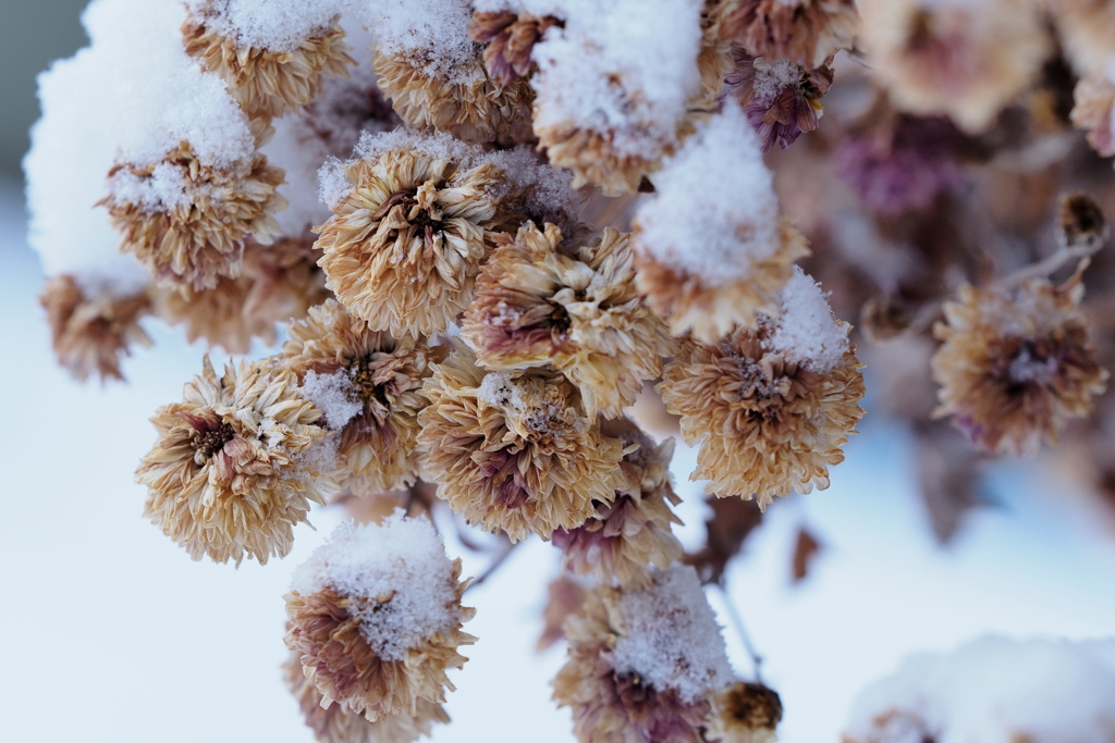 ドライフラワーⅡ