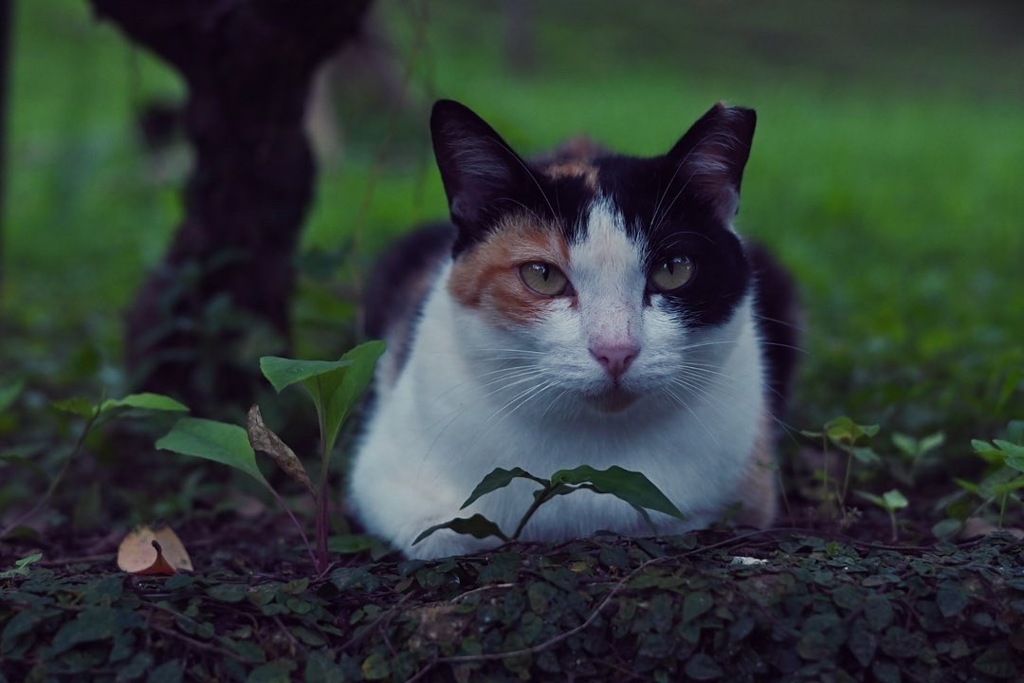 雨宿りのねこちゃん。