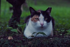 雨宿りのねこちゃん。