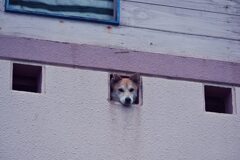 わんちゃん。