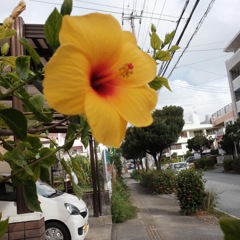 散歩道で撮影