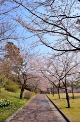 桜の散歩道