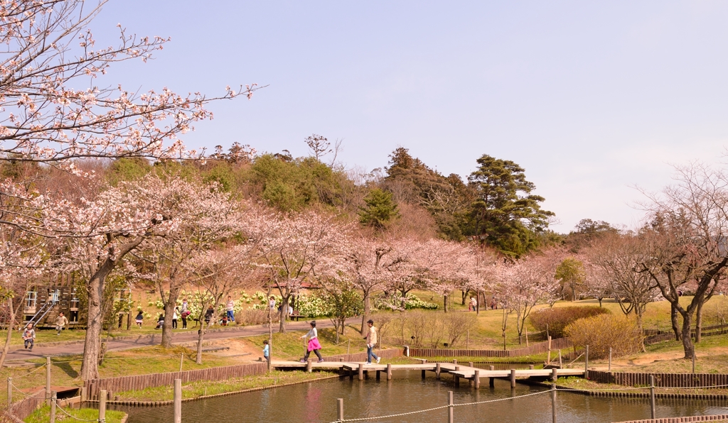 桜が咲き始めました。