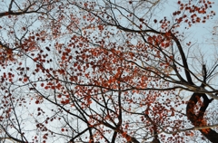 上が全部紅葉