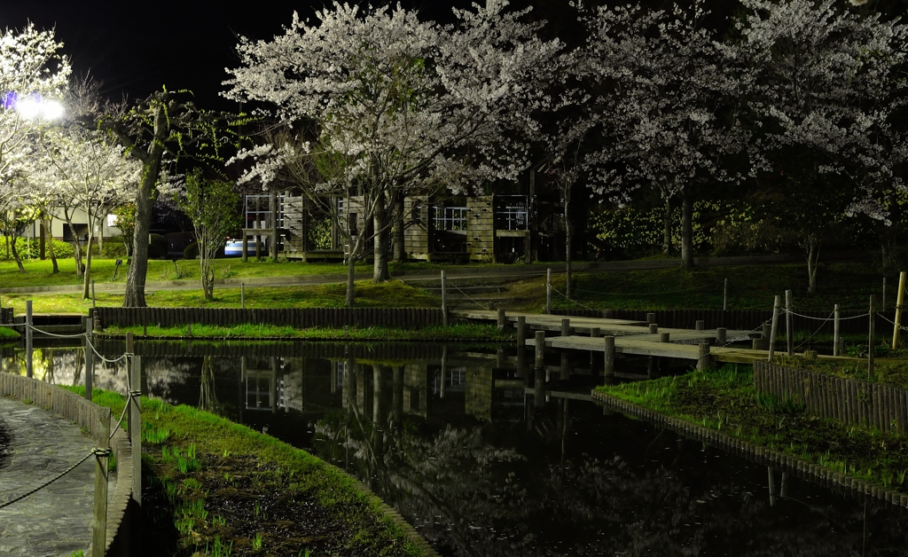 夜桜①