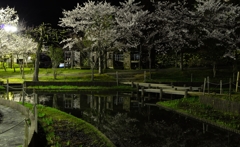 夜桜①