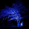 夜桜撮るの難しすぎるがーーーーーーーーーー