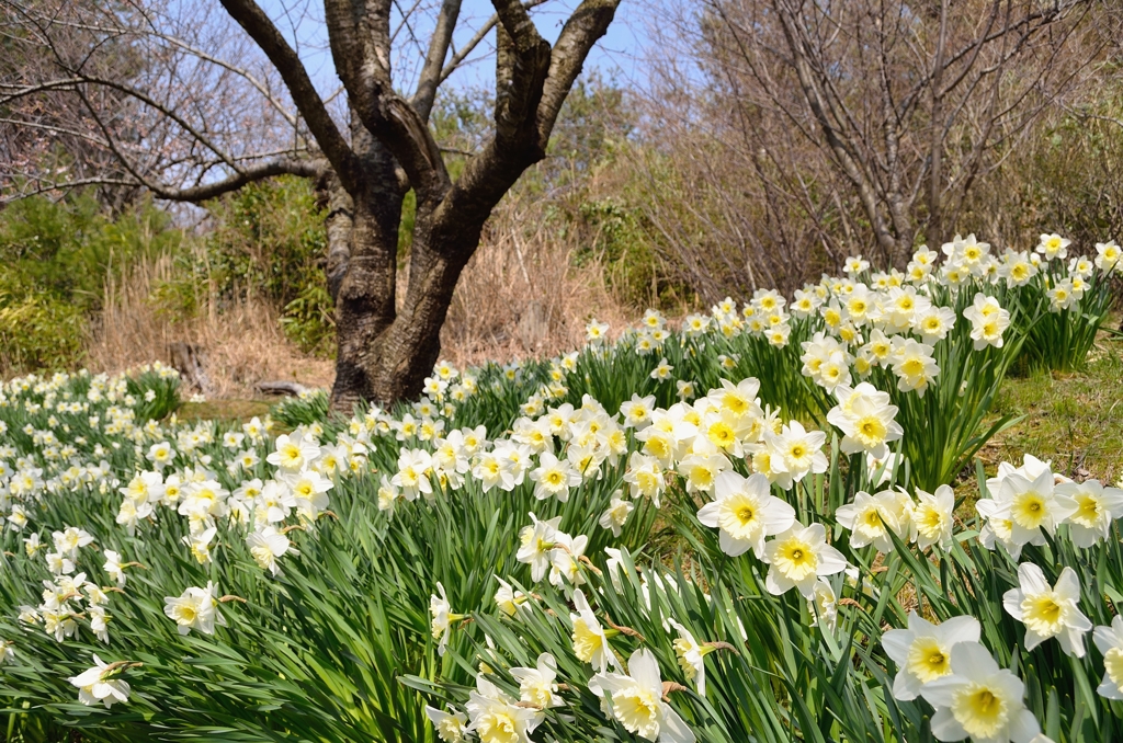 謎の花がたくさん