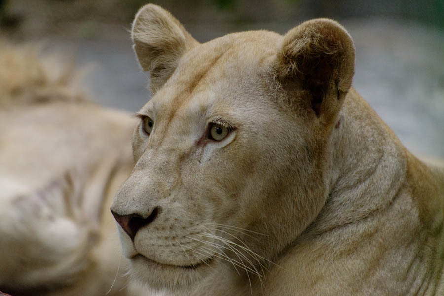 Lioness