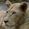 Lioness