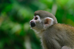 Squirrel Monkey