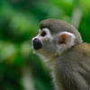 Squirrel Monkey