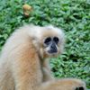Northern White-cheeked Crested Gibbon