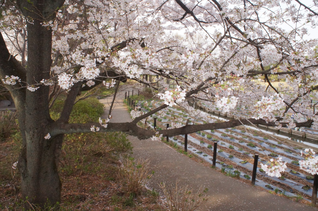 桜