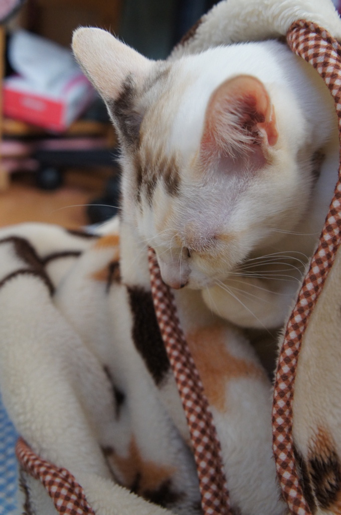 大晦日の毛繕い♡