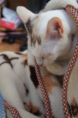 大晦日の毛繕い♡