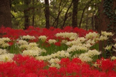 彼の岸を飾る花