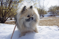 雪の上で