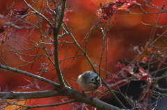 紅葉にキクちゃん－７（それな～に？）