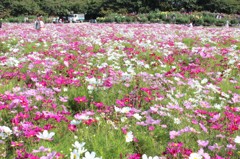 秋桜
